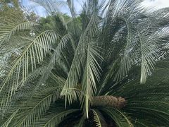 -深圳仙湖植物园