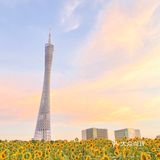 🌻金黄色向日葵花海 广州塔下的浪漫