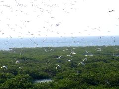 -北海金海湾红树林生态旅游区