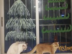 -有喵·猫咖·狗咖·30几只猫10只小狗(岗厦店)