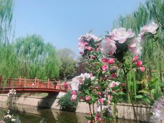 -海棠花溪(元大都城垣遗址公园)