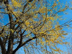 -千年银杏谷文化旅游区