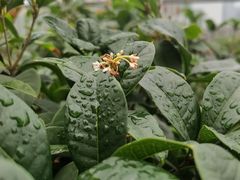 -小茶闲舍·观景商务茶馆(广州塔店)