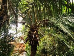 -呀路古热带植物园