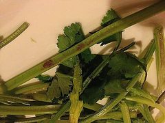 香菜-得记得潮州海鲜砂锅粥(宝业路店)
