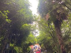 -武当山风景区-太子坡
