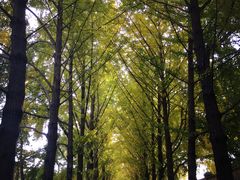 -三里屯东五街银杏大道