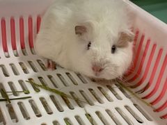 -藦茜花园宠物主题亲子互动体验馆(国顺东路店)
