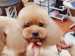 -鑫艺宠物美容培训学校