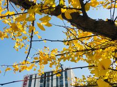 -万达影城(江桥万达广场IMAX店)