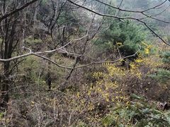 -王顺山国家森林公园