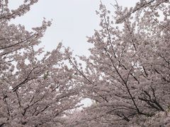-高东镇樱花园