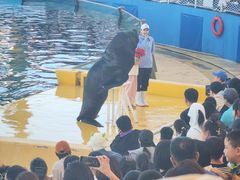 -秦皇岛乐岛海洋王国