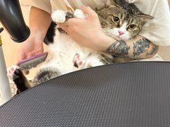 -momokira米努特·德文卷毛猫·棉花面纱犬