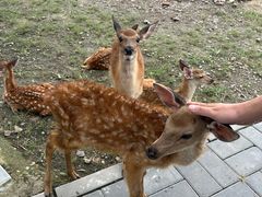 -北京鹿世界主题园