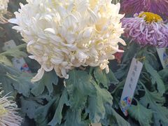 -北京植物园南门售票处