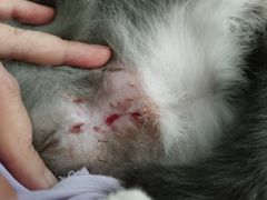 -北京观赏动物医院·24小时大型综合·猫专科·异宠专科