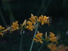-杭州植物园