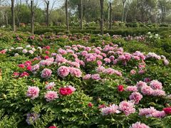 -曹州牡丹园