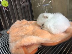 -宠物世家(仲盛世界商城店)