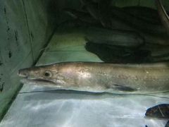 -胜海大排档·海鲜·黄鳝饭(十年老店)