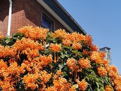 -溪岸路花鸟市场