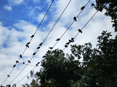 -墨尔本皇家植物园