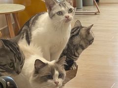 -有喵·猫咖·狗咖·30几只猫10只小狗(岗厦店)