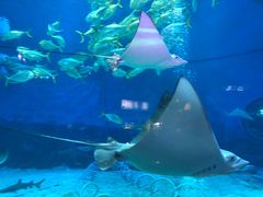 -烟台海昌鲸鲨海洋公园