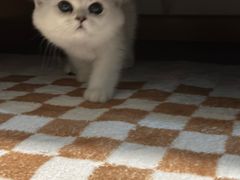 -喵zoo家庭繁育猫舍(尖东智能花园店)