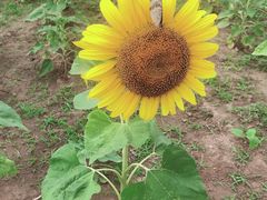 -北京东方普罗旺斯薰衣草庄园