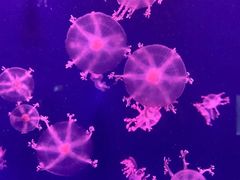 -海合安武汉极地海洋公园