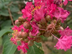 -武汉紫薇都市田园