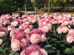-上海鲜花港