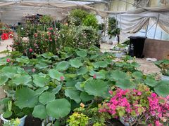 -龙大花卉苗木市场