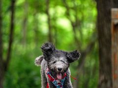 -云岫谷游猎自然风景区