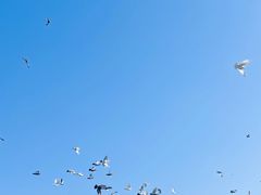 -普陀山风景名胜区-千步大沙