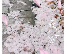-高东镇樱花园