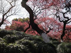 -杭州植物园