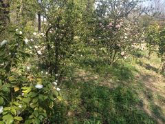 iphone_upload_pic-新江湾城公园