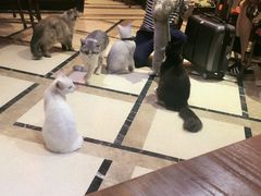 -猫色咖啡·猫咖