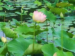 -莲花池公园