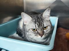 -宠颐生猫科·内科皮肤科(西平世纪城店)