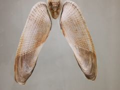 -青岛贝壳博物馆