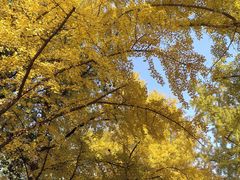 -三里屯东五街银杏大道