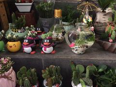 -循礼门鲜花花市(武汉循礼门店)