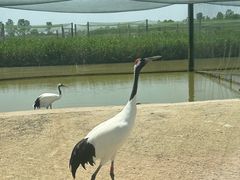 -盐城丹顶鹤湿地生态旅游区