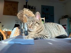-海边的猫和咖啡馆