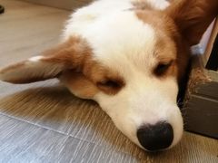 -浣熊柯尔鸭土拨鼠·电玩咖
