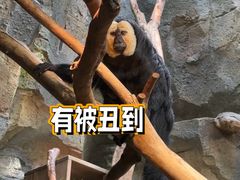 -ZOO COFFEE动物园咖啡(红山森林动物园店)